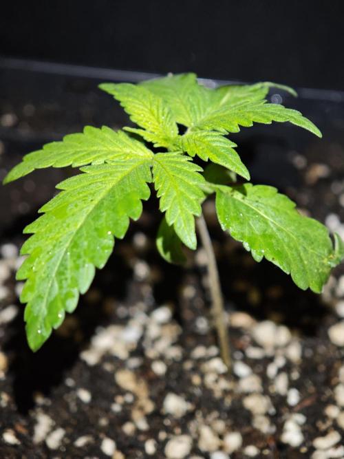 Pink Gelato / Kannabia / Indoor. Week 2