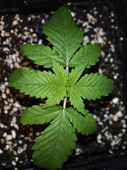 Pink Gelato / Kannabia / Indoor. Week 2