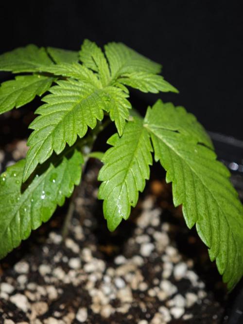 Pink Gelato / Kannabia / Indoor. Week 2