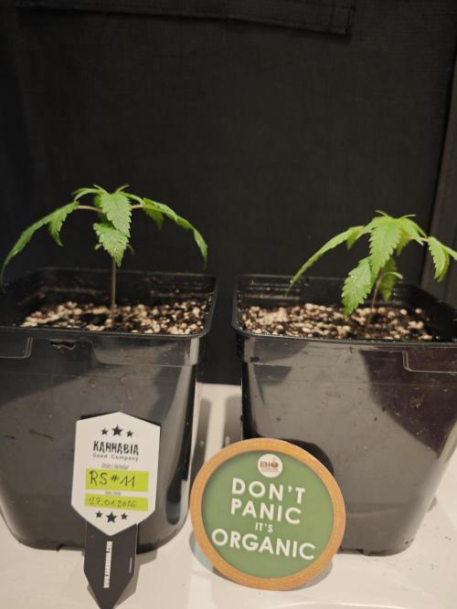 Rainbow Sherbert #11 / Kannabia / Indoor. Week 2