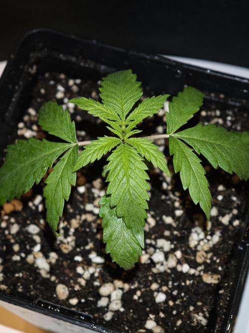 Rainbow Sherbert #11 / Kannabia / Indoor. Week 2