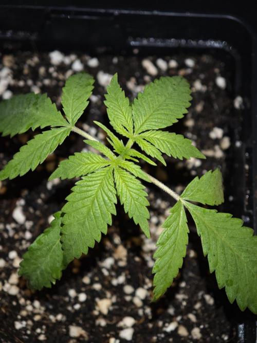 Rainbow Sherbert #11 / Kannabia / Indoor. Week 2