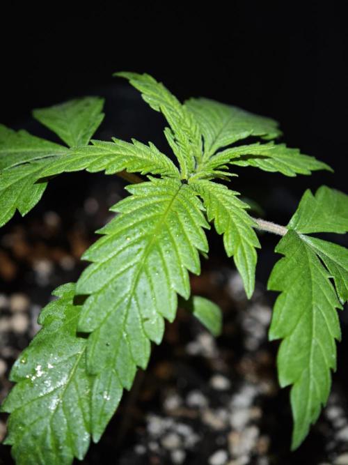 Rainbow Sherbert #11 / Kannabia / Indoor. Week 2