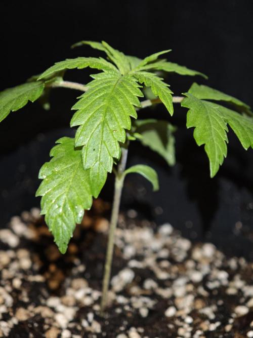 Rainbow Sherbert #11 / Kannabia / Indoor. Week 2