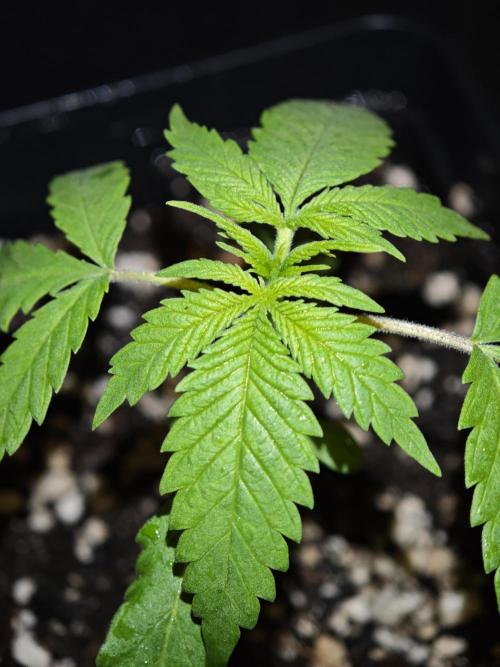 Rainbow Sherbert #11 / Kannabia / Indoor. Week 2