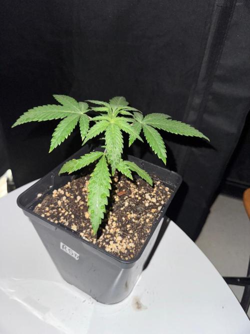 Rainbow Sherbert #11 / Kannabia / Indoor. Week 3