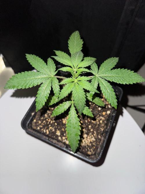 Rainbow Sherbert #11 / Kannabia / Indoor. Week 3