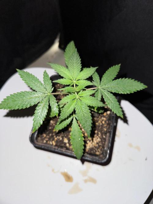 Rainbow Sherbert #11 / Kannabia / Indoor. Week 3