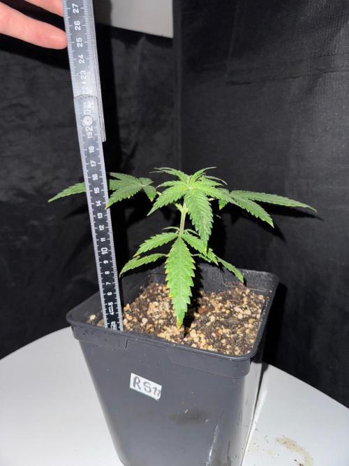 Rainbow Sherbert #11 / Kannabia / Indoor. Week 3