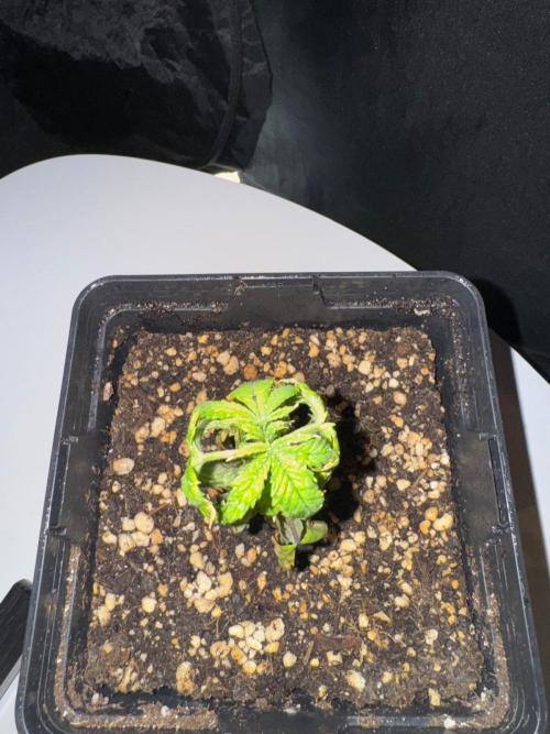 Rainbow Sherbert #11 / Kannabia / Indoor. Week 3