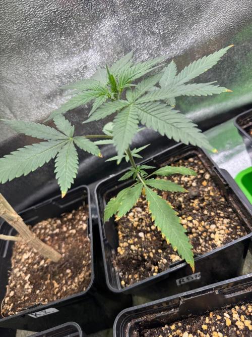 Rainbow Sherbert #11 / Kannabia / Indoor. Week 4