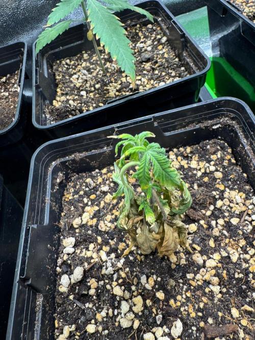 Rainbow Sherbert #11 / Kannabia / Indoor. Week 4