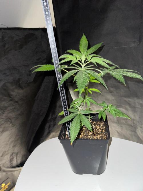 Rainbow Sherbert #11 / Kannabia / Indoor. Week 4