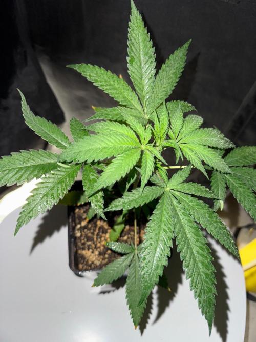 Rainbow Sherbert #11 / Kannabia / Indoor. Week 4