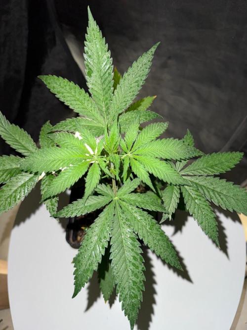 Rainbow Sherbert #11 / Kannabia / Indoor. Week 4