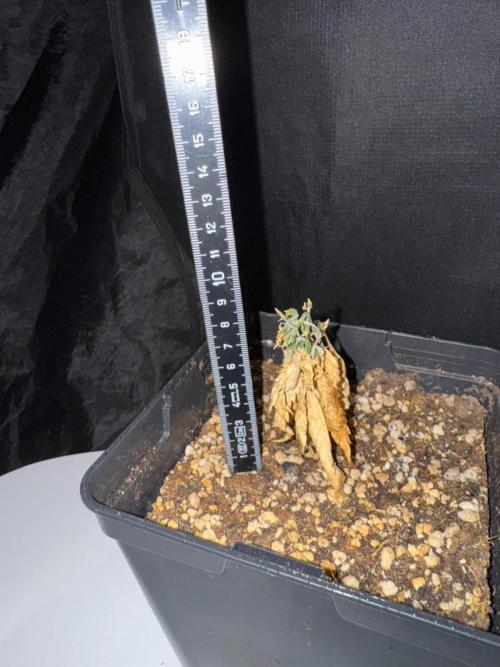Rainbow Sherbert #11 / Kannabia / Indoor. Week 4