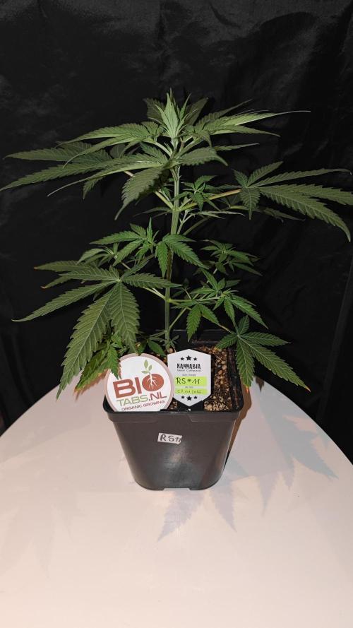 Rainbow Sherbert #11 / Kannabia / Indoor. Week 5