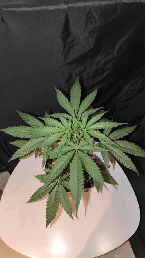 Rainbow Sherbert #11 / Kannabia / Indoor. Week 5