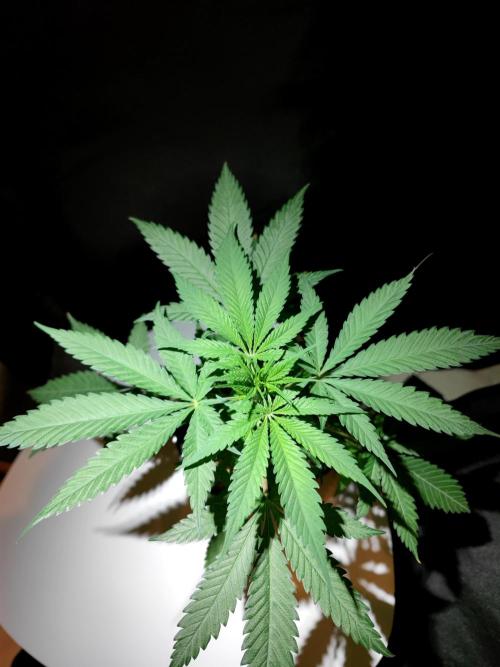 Rainbow Sherbert #11 / Kannabia / Indoor. Week 5