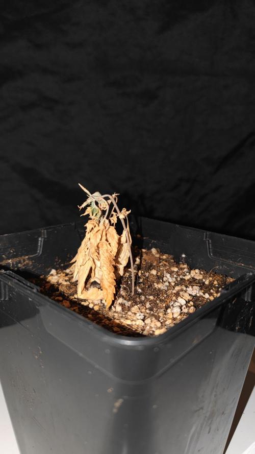 Rainbow Sherbert #11 / Kannabia / Indoor. Week 5