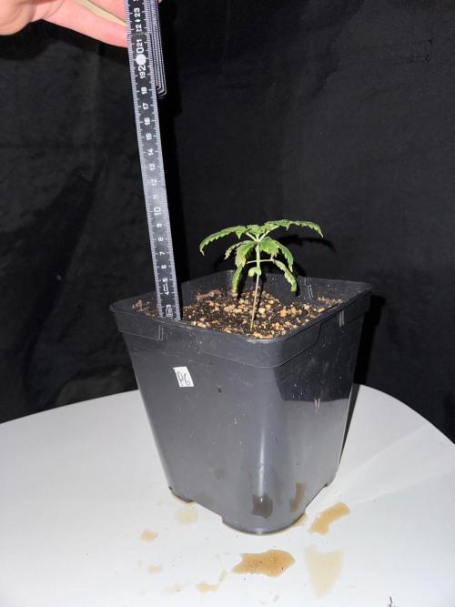 Pink Gelato / Kannabia / Indoor. Week 3