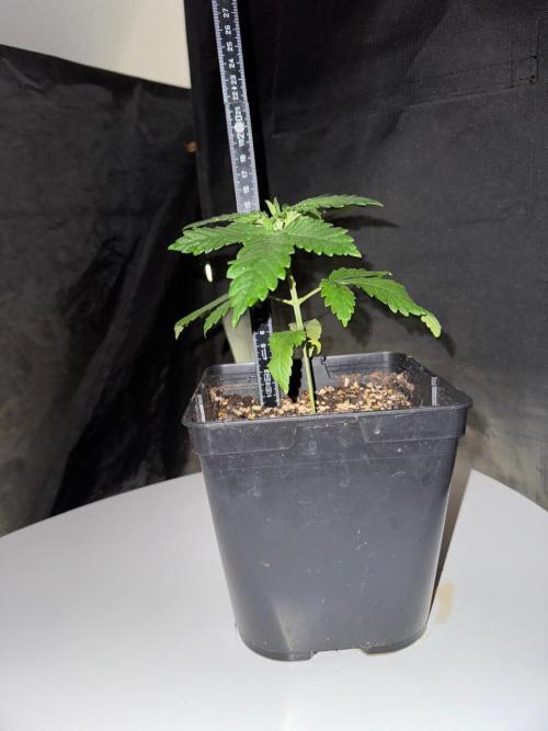 Pink Gelato / Kannabia / Indoor. Week 3