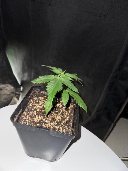 Pink Gelato / Kannabia / Indoor. Week 3