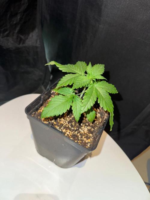 Pink Gelato / Kannabia / Indoor. Week 3