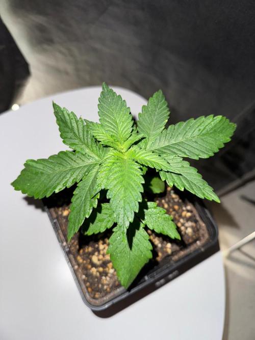 Pink Gelato / Kannabia / Indoor. Week 3