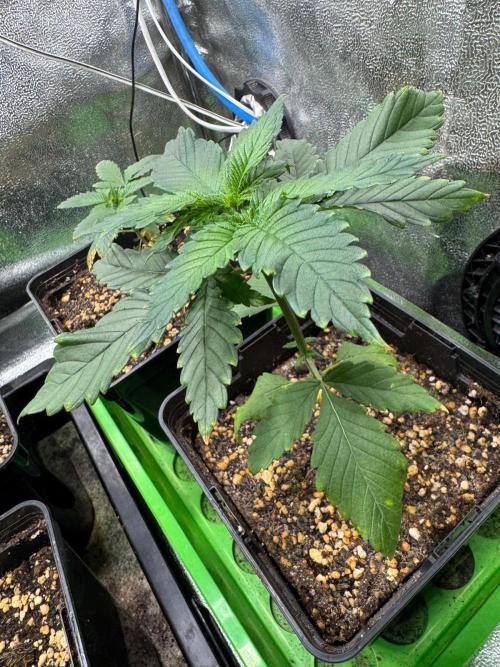 Pink Gelato / Kannabia / Indoor. Week 4