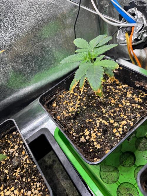 Pink Gelato / Kannabia / Indoor. Week 4