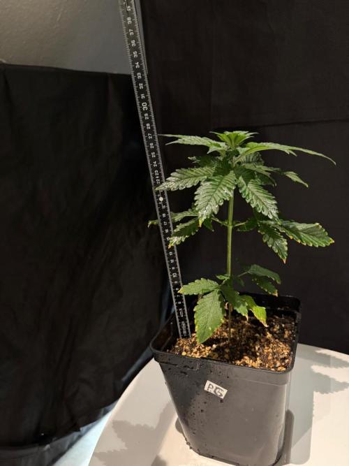 Pink Gelato / Kannabia / Indoor. Week 4