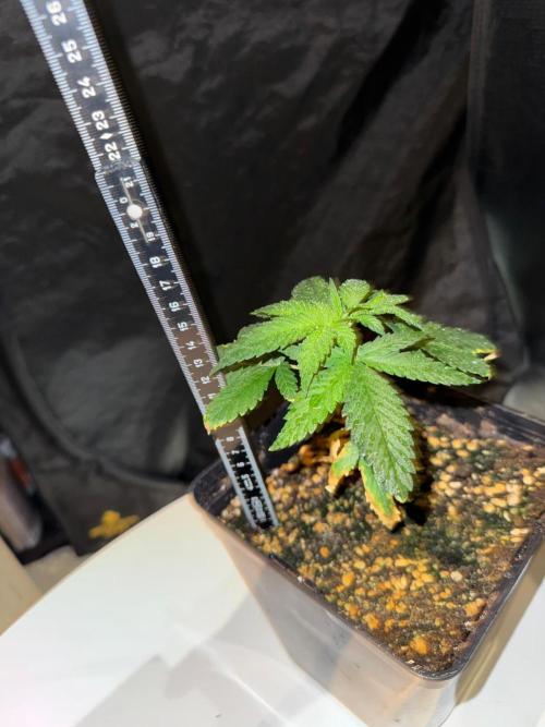 Pink Gelato / Kannabia / Indoor. Week 4