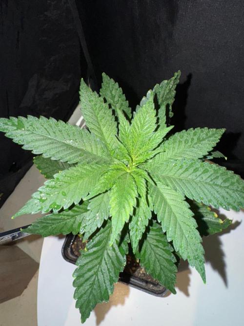 Pink Gelato / Kannabia / Indoor. Week 4