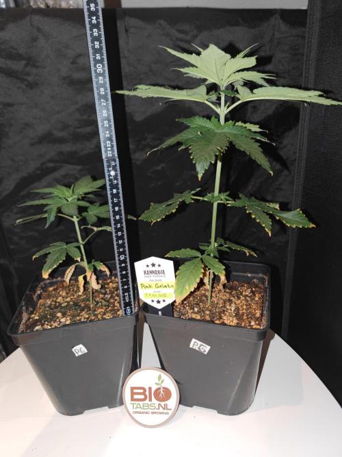 Pink Gelato / Kannabia / Indoor. Week 5