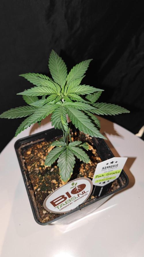 Pink Gelato / Kannabia / Indoor. Week 5