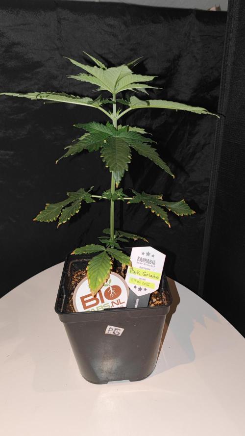 Pink Gelato / Kannabia / Indoor. Week 5