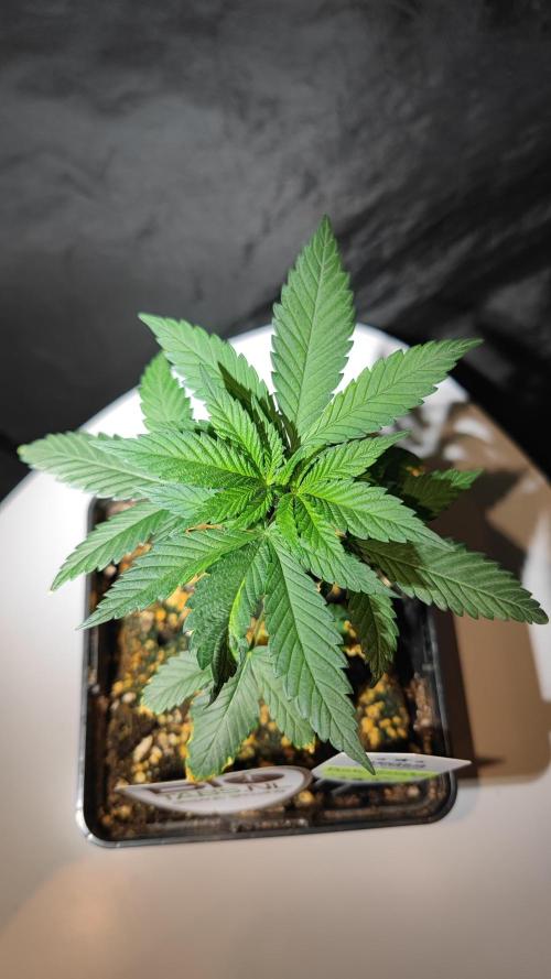 Pink Gelato / Kannabia / Indoor. Week 5