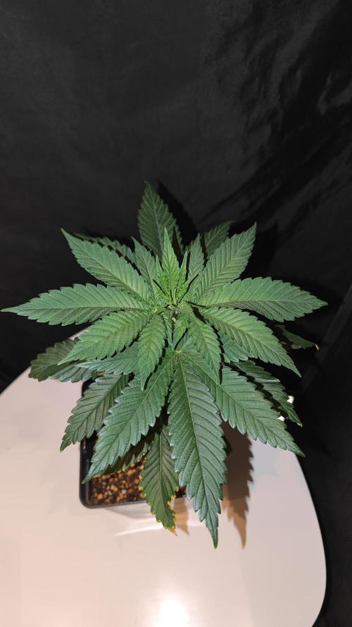 Pink Gelato / Kannabia / Indoor. Week 5