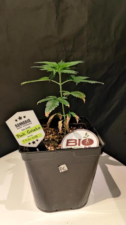 Pink Gelato / Kannabia / Indoor. Week 5