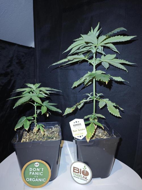 Pink Gelato / Kannabia / Indoor. Week 6