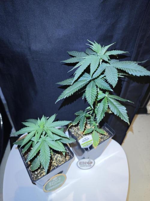 Pink Gelato / Kannabia / Indoor. Week 6