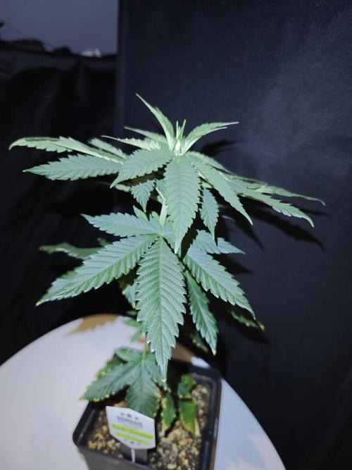 Pink Gelato / Kannabia / Indoor. Week 6
