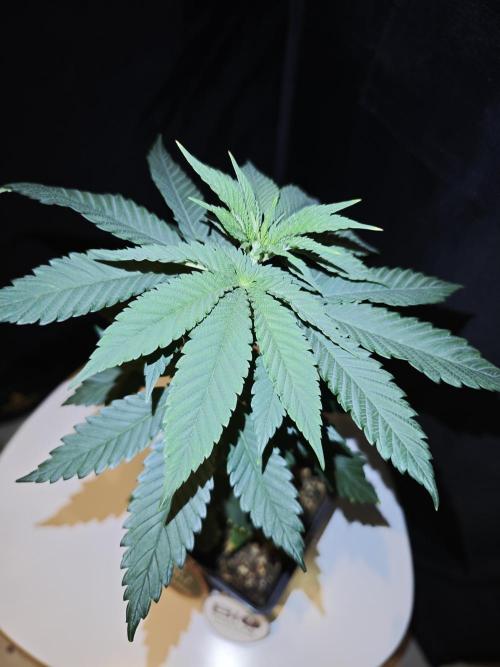 Pink Gelato / Kannabia / Indoor. Week 6