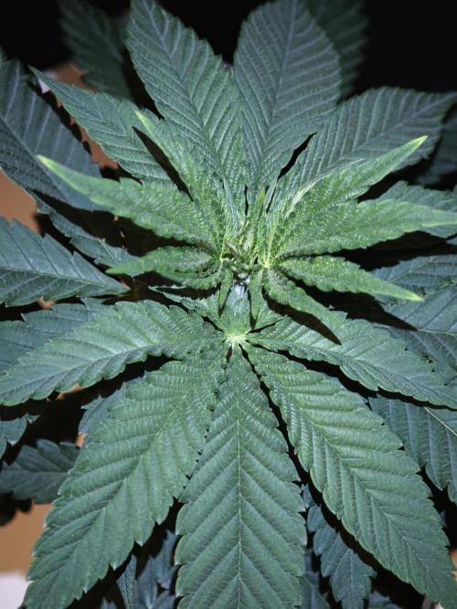 Pink Gelato / Kannabia / Indoor. Week 6