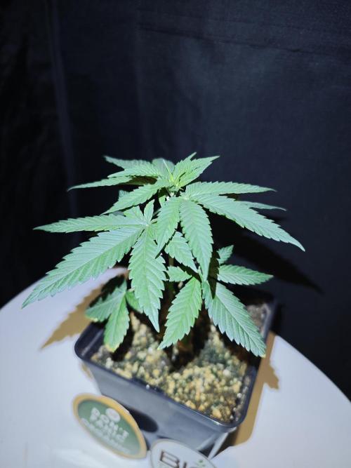 Pink Gelato / Kannabia / Indoor. Week 6