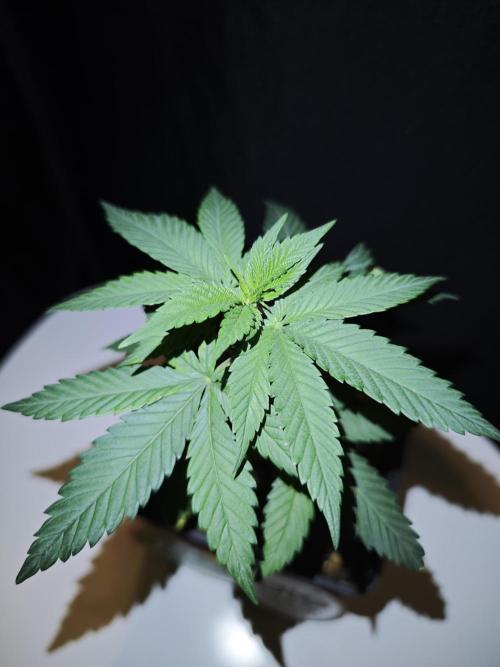 Pink Gelato / Kannabia / Indoor. Week 6