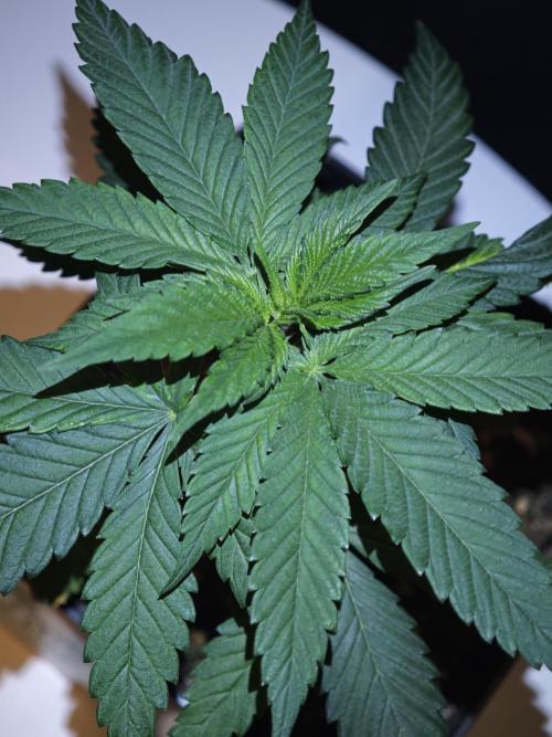 Pink Gelato / Kannabia / Indoor. Week 6