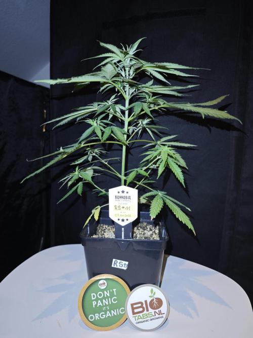 Rainbow Sherbert #11 / Kannabia / Indoor. Week 6