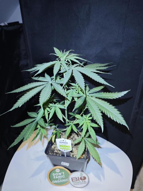 Rainbow Sherbert #11 / Kannabia / Indoor. Week 6